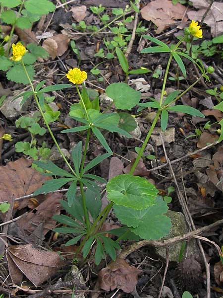 Ranunculus suborbicularis \ Scheibenblttriger Gold-Hahnenfu, D Thüringen Weimar, Webicht 6.5.2013