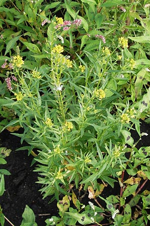 Erysimum cheiranthoides \ Acker-Schterich, Acker-Schotendotter, D Groß-Gerau 4.7.2013