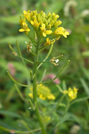 Erysimum cheiranthoides \ Acker-Schterich, Acker-Schotendotter / Treacle Mustard, D Groß-Gerau 4.7.2013