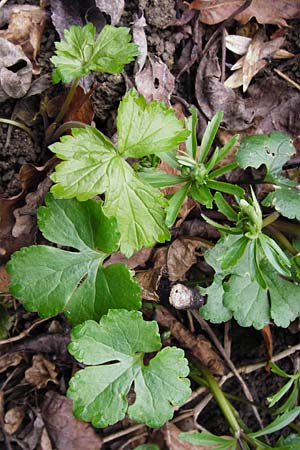 Ranunculus pseudopimus \ Unechter Stattlicher Gold-Hahnenfu / False Portly Goldilocks, D Thüringen, Weimar 28.3.2014