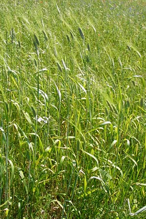 Hordeum distichon \ Zweizeilige Gerste, D Abensberg 13.6.2014