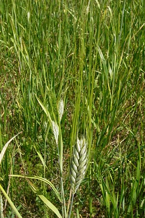 Hordeum distichon \ Zweizeilige Gerste, D Abensberg 13.6.2014