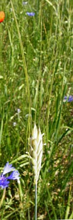 Hordeum distichon \ Zweizeilige Gerste, D Abensberg 13.6.2014