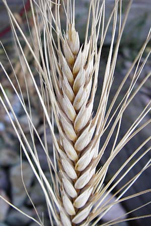 Hordeum vulgare \ Brau-Gerste, Mehrzeilige Gerste, D Mannheim 3.7.2014