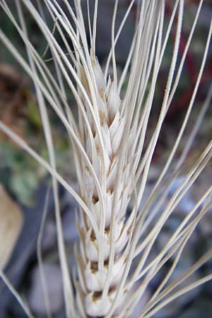 Hordeum vulgare \ Brau-Gerste, Mehrzeilige Gerste, D Mannheim 3.7.2014