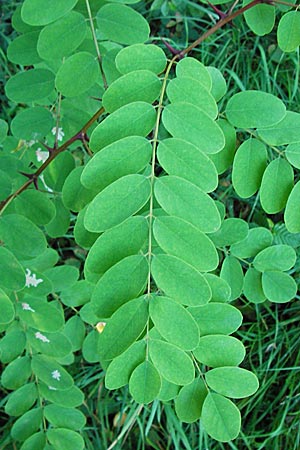 Robinia pseudoacacia \ Robinie, D Mannheim 23.9.2014