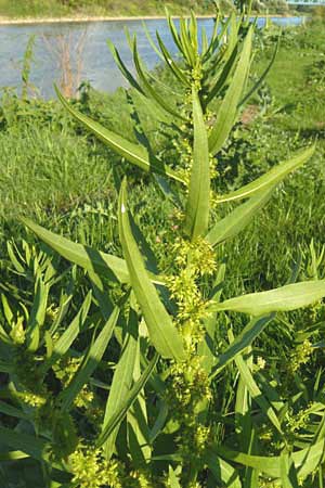 Rumex maritimus \ Ufer-Ampfer / Golden Dock, D Mannheim 10.9.2013