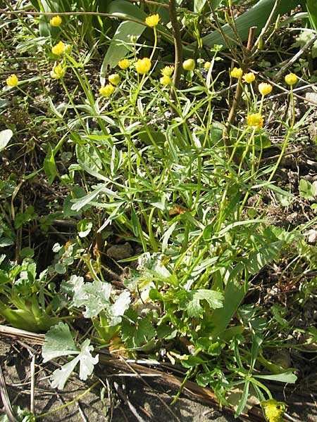 Ranunculus hirsutulus \ Flaum-Gold-Hahnenfu / Fluffy Goldilocks, D Bruchsal 9.4.2011