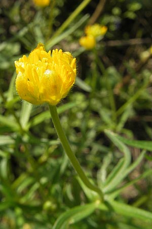 Ranunculus hirsutulus \ Flaum-Gold-Hahnenfu, D Bruchsal 9.4.2011