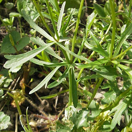 Ranunculus hirsutulus \ Flaum-Gold-Hahnenfu / Fluffy Goldilocks, D Bruchsal 9.4.2011