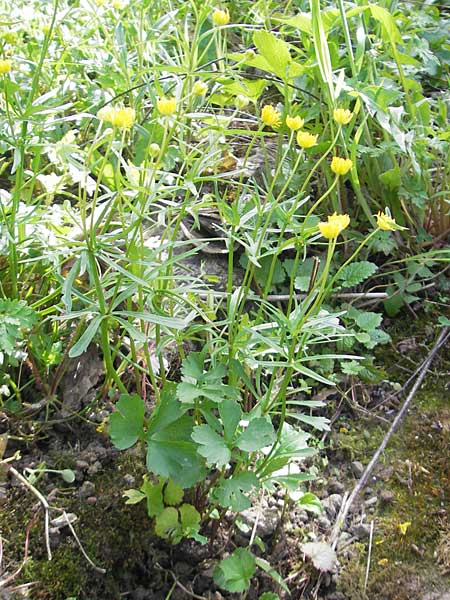 Ranunculus hirsutulus \ Flaum-Gold-Hahnenfu, D Bruchsal 9.4.2011