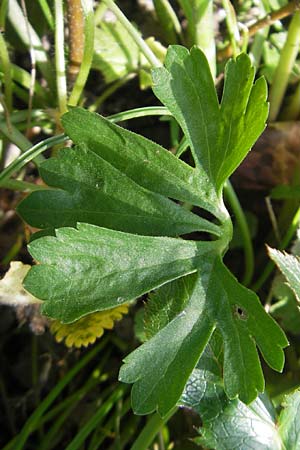 Ranunculus hirsutulus \ Flaum-Gold-Hahnenfu, D Bruchsal 9.4.2011