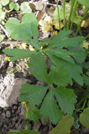 Ranunculus hirsutulus \ Flaum-Gold-Hahnenfu, D Pfalz, Landau 11.4.2011