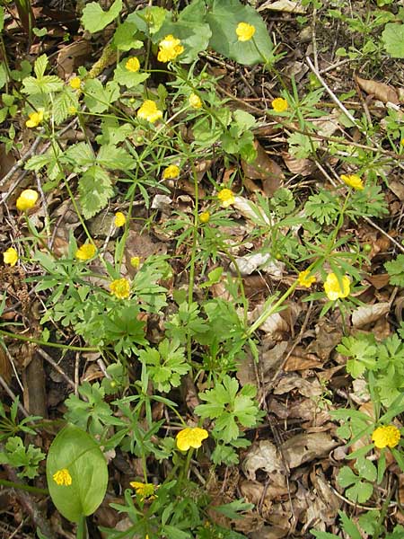 Ranunculus pseudovertumnalis \ Falscher Wechselhafter Gold-Hahnenfu, D Kirchberg an der Jagst 16.4.2011