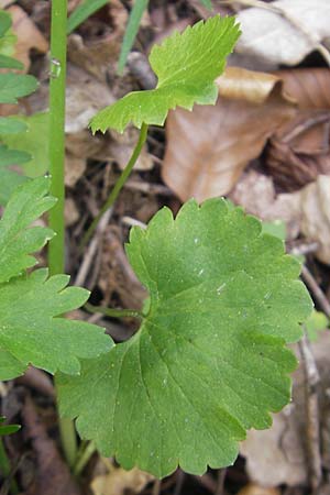 Ranunculus pseudovertumnalis \ Falscher Wechselhafter Gold-Hahnenfu / False Alternating Goldilocks, D Kirchberg an der Jagst 16.4.2011