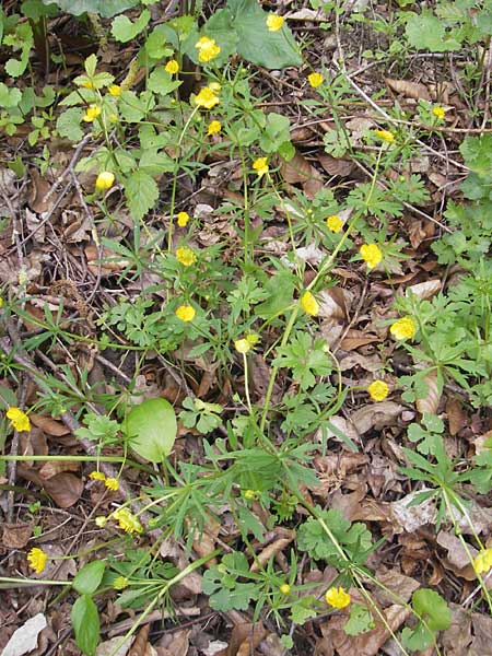 Ranunculus pseudovertumnalis \ Falscher Wechselhafter Gold-Hahnenfu / False Alternating Goldilocks, D Kirchberg an der Jagst 16.4.2011