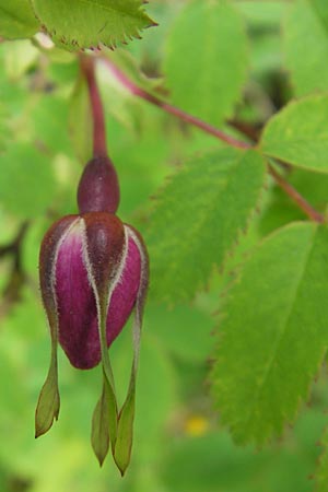 Rosa pendulina \ Alpen-Heckenrose, D Immenstadt 21.6.2011