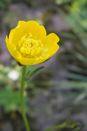 Ranunculus polyanthemos \ Vielbltiger Hahnenfu, D Altrip 1.5.2012