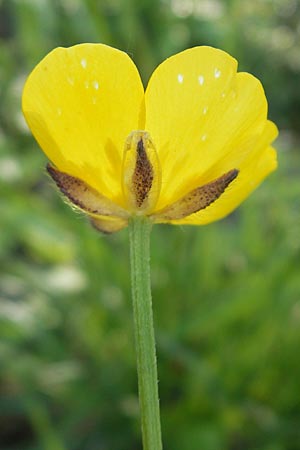 Ranunculus polyanthemos \ Vielbltiger Hahnenfu, D Altrip 1.5.2012