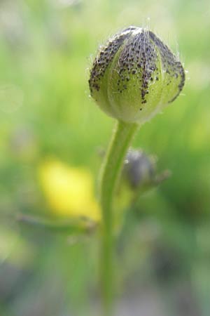 Ranunculus polyanthemos \ Vielbltiger Hahnenfu, D Altrip 1.5.2012