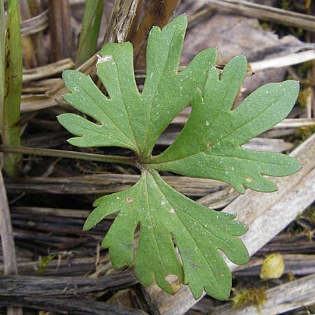 Ranunculus phragmiteti \ Rhricht-Gold-Hahnenfu / Cane-Brake Goldilocks, D Andechs 5.5.2012