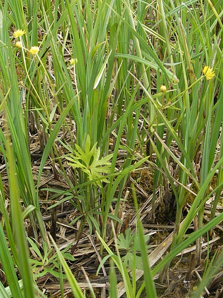 Ranunculus phragmiteti \ Rhricht-Gold-Hahnenfu / Cane-Brake Goldilocks, D Andechs 5.5.2012