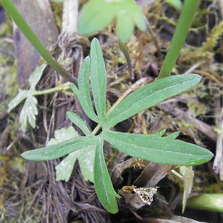 Ranunculus phragmiteti \ Rhricht-Gold-Hahnenfu / Cane-Brake Goldilocks, D Andechs 5.5.2012