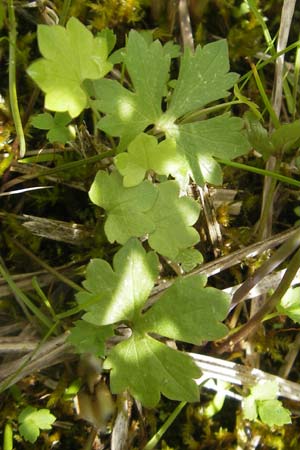 Ranunculus phragmiteti \ Rhricht-Gold-Hahnenfu / Cane-Brake Goldilocks, D Andechs 5.5.2012