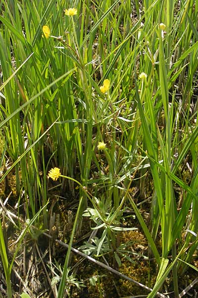 Ranunculus phragmiteti \ Rhricht-Gold-Hahnenfu / Cane-Brake Goldilocks, D Andechs 5.5.2012