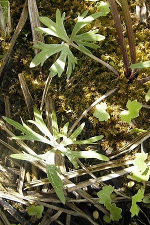 Ranunculus phragmiteti \ Rhricht-Gold-Hahnenfu, D Andechs 5.5.2012