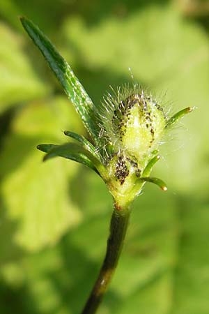 Ranunculus polyanthemophyllus \ Schlitzblttriger Hain-Hahnenfu, Polyanthemosblttriger Hahnenfu, D Ketsch 22.5.2012