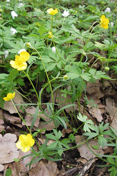 Ranunculus palmularis \ Handartiger Gold-Hahnenfu / Palmleaf Goldilocks, D Thüringen, Nohra 6.5.2013