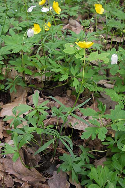 Ranunculus palmularis \ Handartiger Gold-Hahnenfu / Palmleaf Goldilocks, D Thüringen, Nohra 6.5.2013