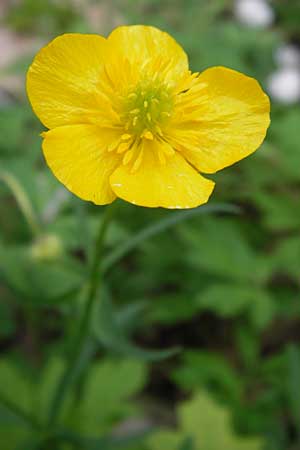 Ranunculus palmularis \ Handartiger Gold-Hahnenfu / Palmleaf Goldilocks, D Thüringen, Nohra 6.5.2013