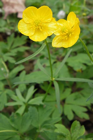 Ranunculus palmularis \ Handartiger Gold-Hahnenfu / Palmleaf Goldilocks, D Thüringen, Nohra 6.5.2013