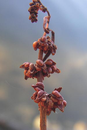 Rumex palustris \ Sumpf-Ampfer / Marsh Dock, D Bobenheim-Roxheim 4.9.2013