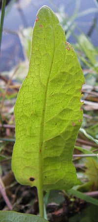 Rumex palustris \ Sumpf-Ampfer / Marsh Dock, D Bobenheim-Roxheim 4.9.2013