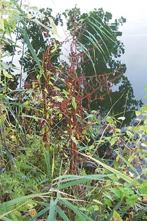 Rumex palustris \ Sumpf-Ampfer, D Bobenheim-Roxheim 4.9.2013