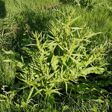 Rumex maritimus \ Ufer-Ampfer / Golden Dock, D Mannheim 10.9.2013