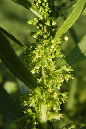 Rumex maritimus \ Ufer-Ampfer / Golden Dock, D Mannheim 10.9.2013