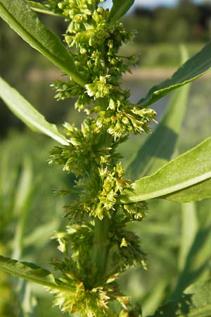 Rumex maritimus \ Ufer-Ampfer / Golden Dock, D Mannheim 10.9.2013