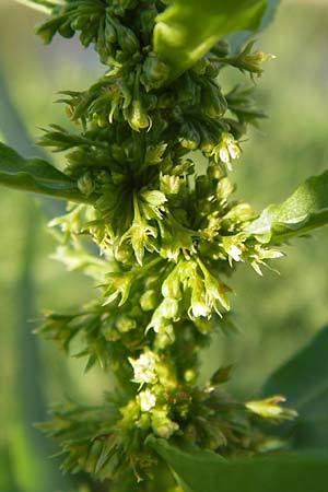 Rumex maritimus \ Ufer-Ampfer / Golden Dock, D Mannheim 10.9.2013