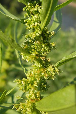 Rumex maritimus \ Ufer-Ampfer / Golden Dock, D Mannheim 10.9.2013