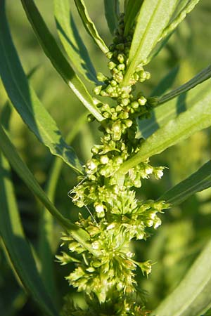 Rumex maritimus \ Ufer-Ampfer / Golden Dock, D Mannheim 10.9.2013