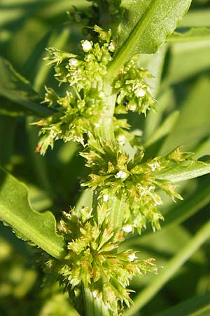 Rumex maritimus \ Ufer-Ampfer / Golden Dock, D Mannheim 10.9.2013