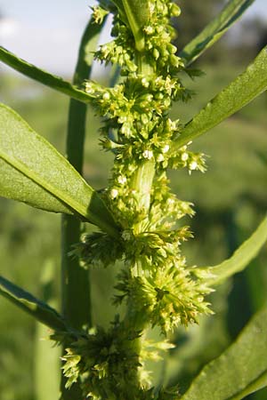 Rumex maritimus \ Ufer-Ampfer / Golden Dock, D Mannheim 10.9.2013