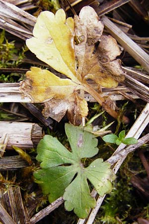 Ranunculus phragmiteti \ Rhricht-Gold-Hahnenfu / Cane-Brake Goldilocks, D Andechs 31.3.2014