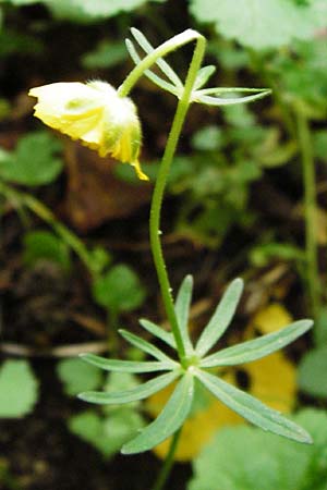 Ranunculus puberulus \ Flaum-Gold-Hahnenfu / Pubescent GoldilocksButtercup, D Hilzingen (Hegau) 3.5.2014