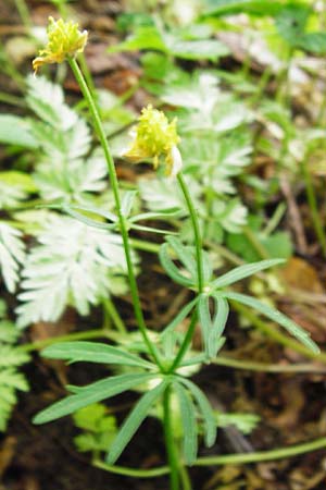 Ranunculus puberulus \ Flaum-Gold-Hahnenfu / Pubescent GoldilocksButtercup, D Hilzingen (Hegau) 3.5.2014