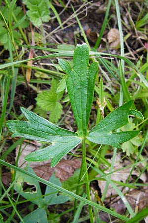 Ranunculus polyanthemophyllus \ Schlitzblttriger Hain-Hahnenfu, Polyanthemosblttriger Hahnenfu / Cutleaf Buttercup, D Ketsch 16.5.2014